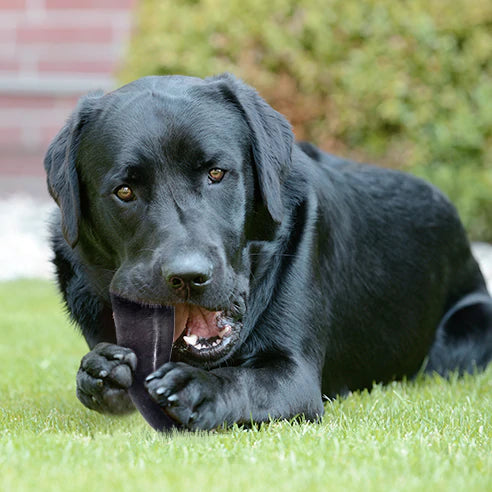Buffalo Horn Dog Chews