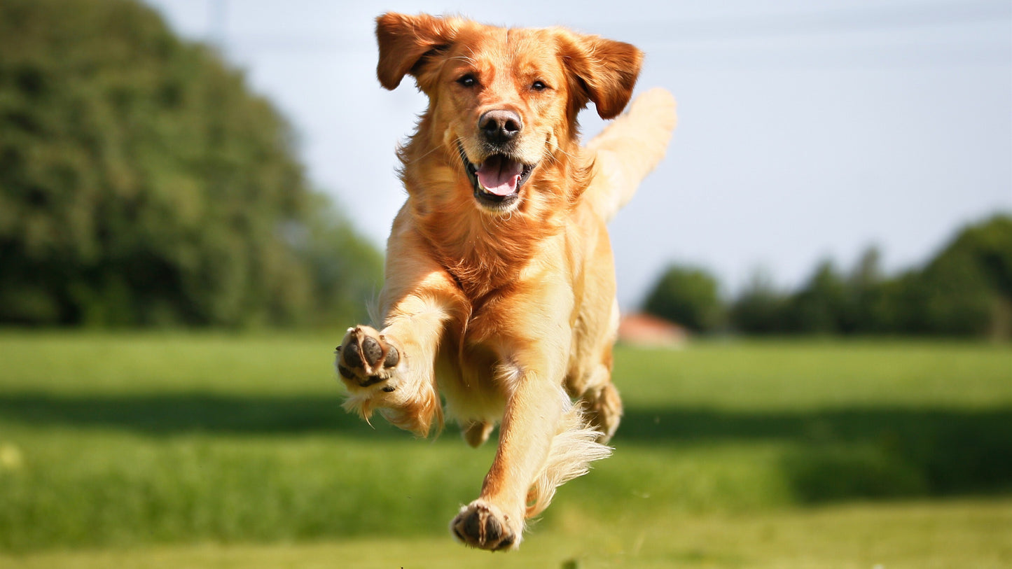 American Natural Dog Food-Duck