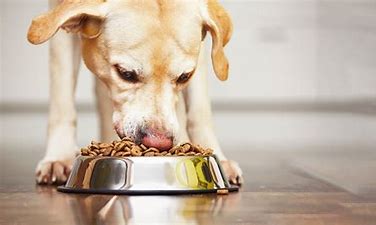 American Natural Dog Food-Chicken