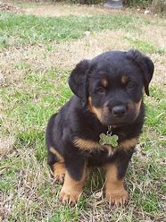 American Natural Dog Food-Large Breed Puppy