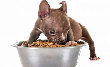American Natural Premium Dog Food-Puppy