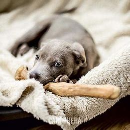 Canophera Coffee Wood Stick