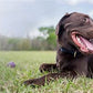 American Natural Premium Dog Food-Fish