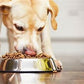 American Natural Dog Food-Chicken