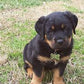 American Natural Dog Food-Large Breed Puppy