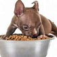 American Natural Premium Dog Food-Puppy